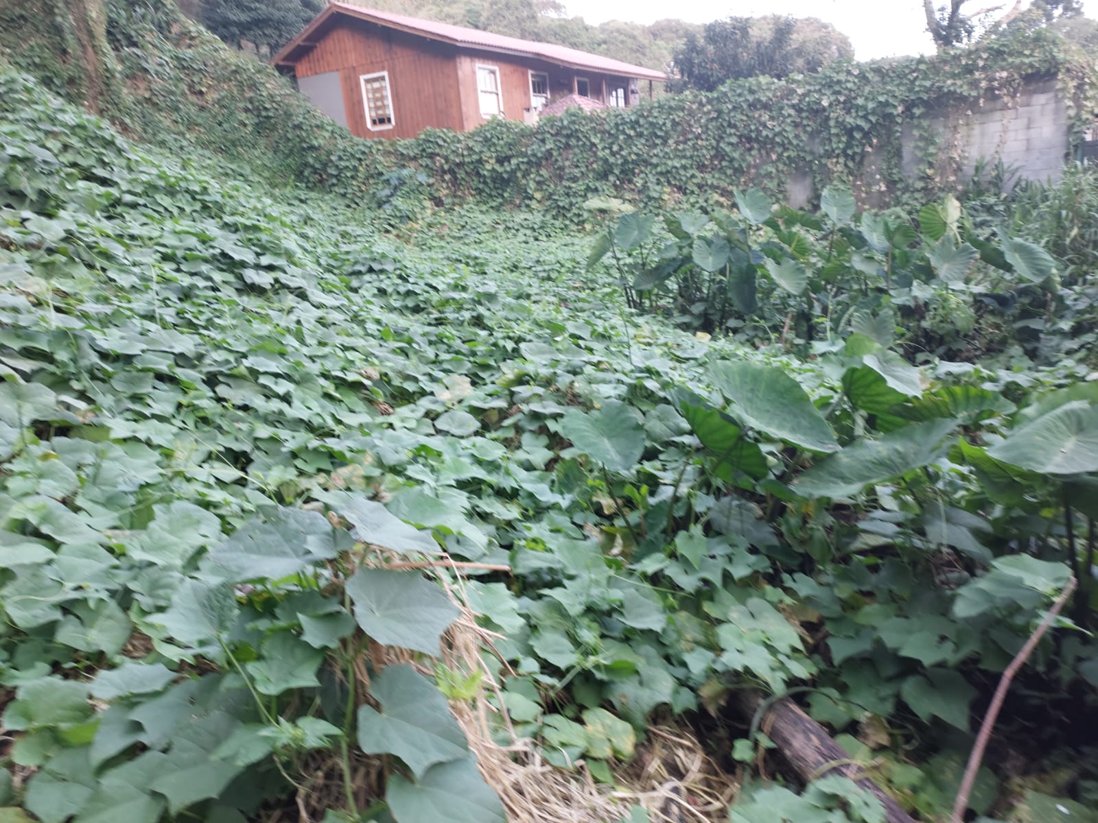 Foto 4 — Terreno na Rua Paulo Pampuche, Campo Comprido